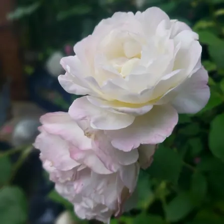 Jardin Reveur La La Tete Dans Les Etoiles B&B Gesves