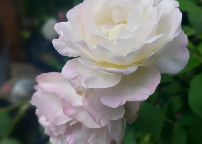 Jardin Reveur La La Tete Dans Les Etoiles לינה וארוחת בוקר Gesves